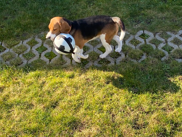 Beagle – Oscar – Sint-Amands, België